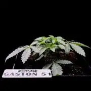 Gaston 51 #38/300 | Limited Edition