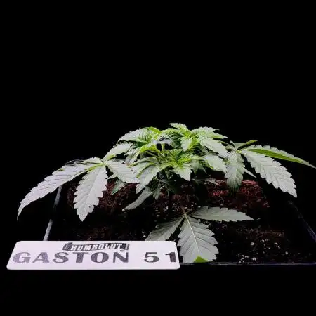 Gaston 51 #38/300 | Limited Edition