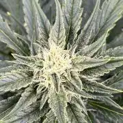 AutoFlowering mix bitch 🌳