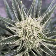 Six-Pack Autos: The Multi-Strain Run