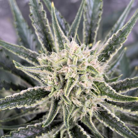 Six-Pack Autos: The Multi-Strain Run