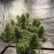 Six-Pack Autos: The Multi-Strain Run