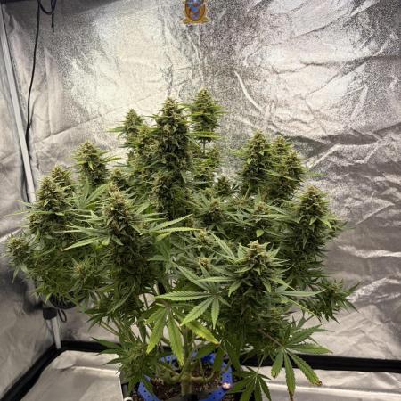 Six-Pack Autos: The Multi-Strain Run