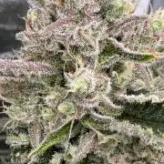 Six-Pack Autos: The Multi-Strain Run