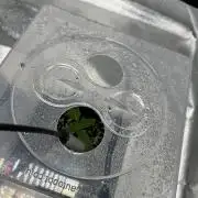 AutoPot Fast Buds 420