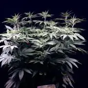 Bio_Hydro|AutoPot_Coco|Ai|New Strains⁠ |