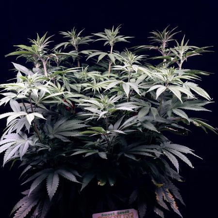 Bio_Hydro|AutoPot_Coco|Ai|New Strains⁠ |