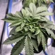 AutoPot _Fast Buds_420
