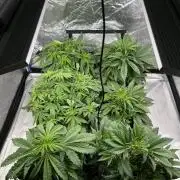 AutoFlowering_DLI_Autopot_20/4h