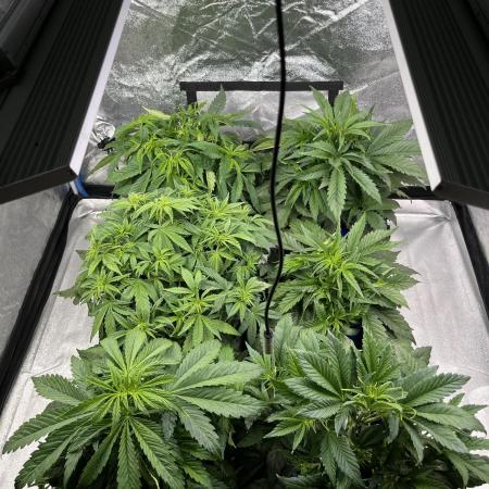 AutoFlowering_DLI_Autopot_20/4h