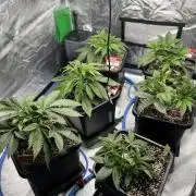 AutoPot _Fast Buds_420