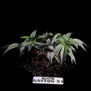Gaston 51 #38/300 | Limited Edition