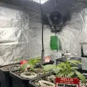 AutoPot _Fast Buds_420