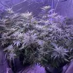 Home Grow