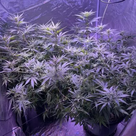 Home Grow