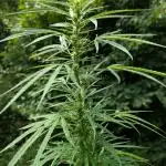 Bunkerlinge Baglung Love Rush true f1