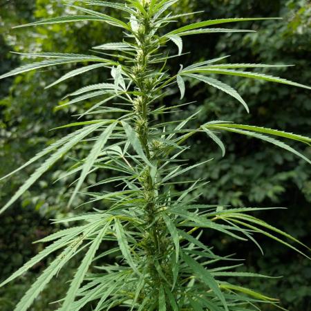 Bunkerlinge Baglung Love Rush true f1