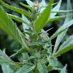 Bunkerlinge Baglung Nepalese 2016 batch