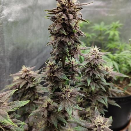 Auto grow 1