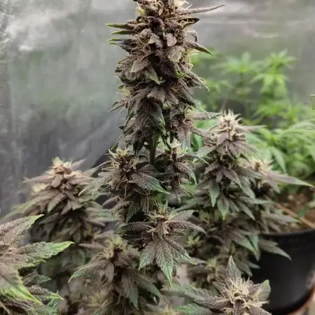 Auto grow 1