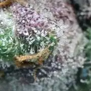 Rocko's Terp Test