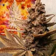 Rocko's Terp Test