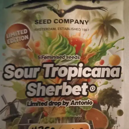 SourTropicana Sherbet & Trainwreck