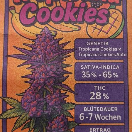 Rocko's Tropicana Cookies FF