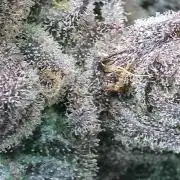 Rocko's Terp Test
