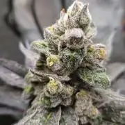Rocko's Terp Test