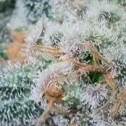 Rocko's Terp Test