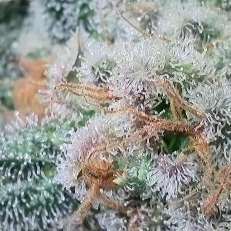Rocko's Terp Test