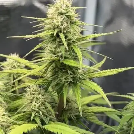 Sherbet queen :)