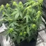 Sherbet queen :)
