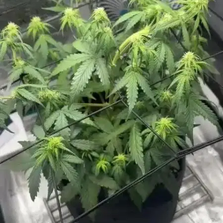 Sherbet queen :)