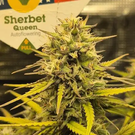 Sherbet queen :)