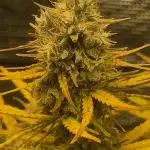 Sherbet queen :)