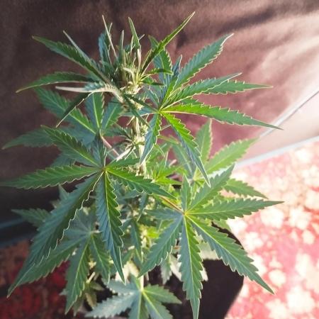 Cookies. My first grow