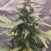 Cookies. My first grow