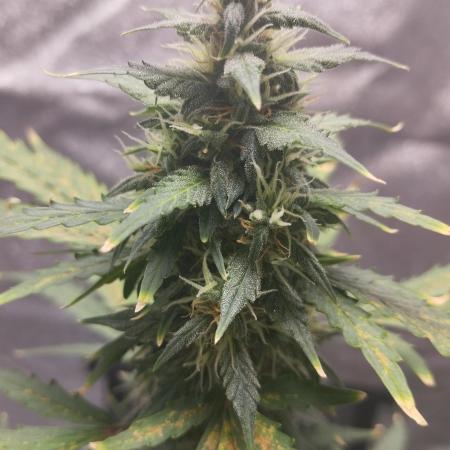 Cookies. My first grow