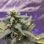 Cookies. My first grow