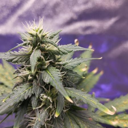 Cookies. My first grow