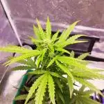 Cookies. My first grow