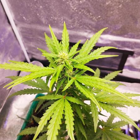 Cookies. My first grow