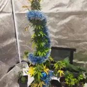 Cookies. My first grow