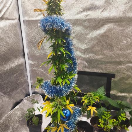 Cookies. My first grow