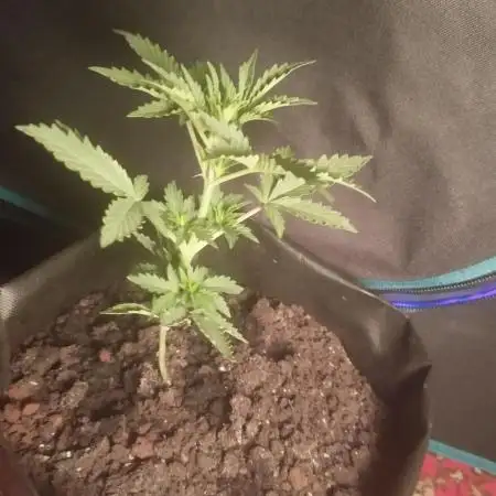 Cookies. My first grow