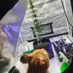 Cookies. My first grow