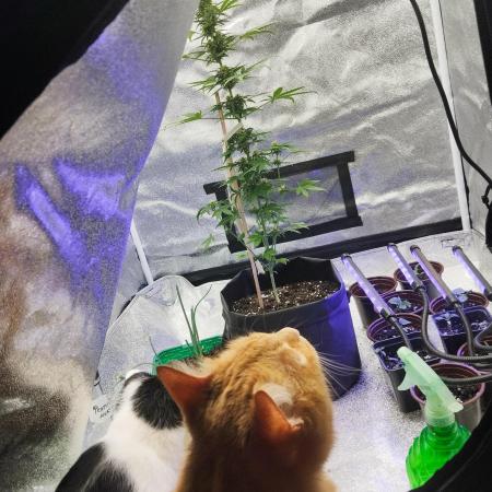 Cookies. My first grow