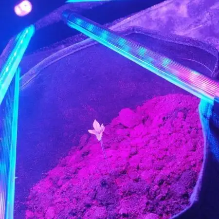 Cookies. My first grow